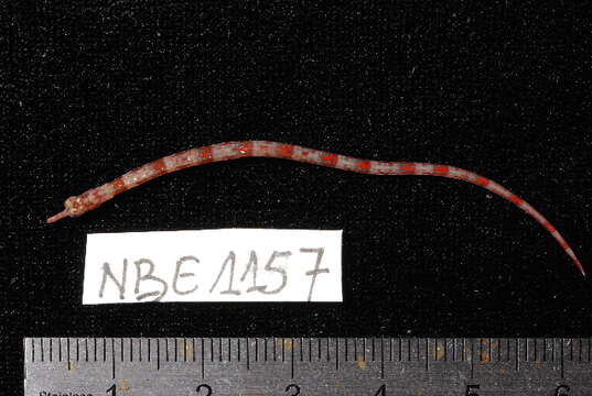 Image of Brown-banded Pipefish