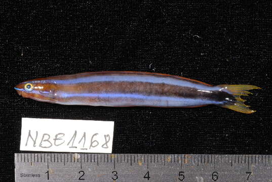 Image of Bluestriped Blenny