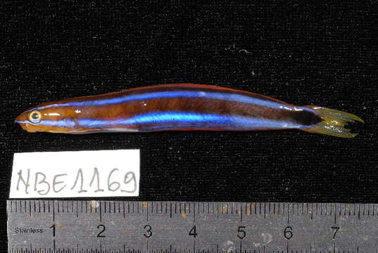 Image of Bluestriped Blenny