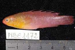 Image of Lipstick dottyback