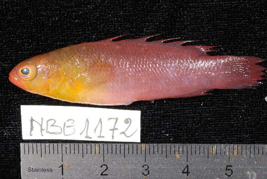 Pseudochromis kristinae Gill 2004 resmi