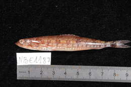 Image of Lighthouse lizardfish