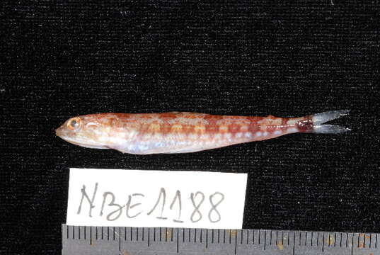 Image of Lighthouse lizardfish