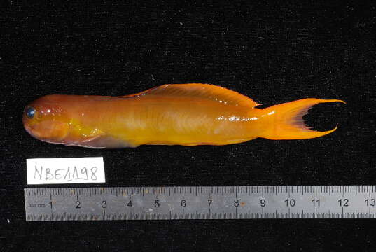 Image of Midas coralblenny