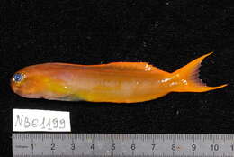 Image of Midas coralblenny