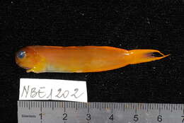 Image of Midas coralblenny