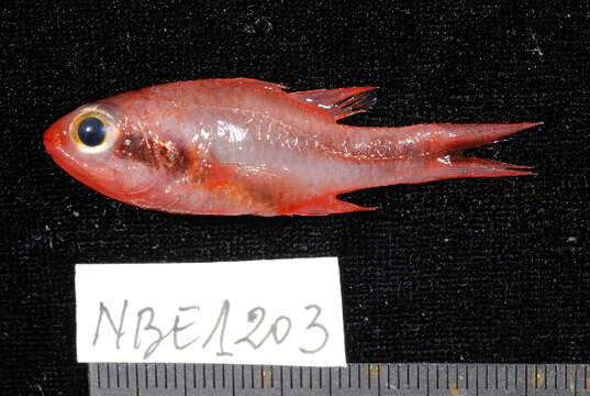 Image of Obliquebanded cardinalfish