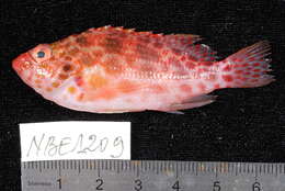 Image of Coral Hawkfish