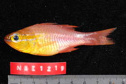 Image of Apogon apogonides