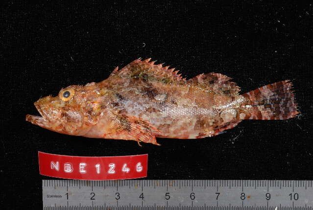 Image of False stonefish