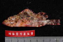 Image of False stonefish