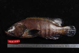 Image of Argus Grouper