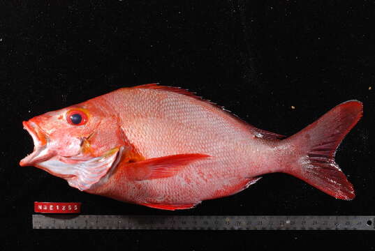 Image of Humpback red snapper