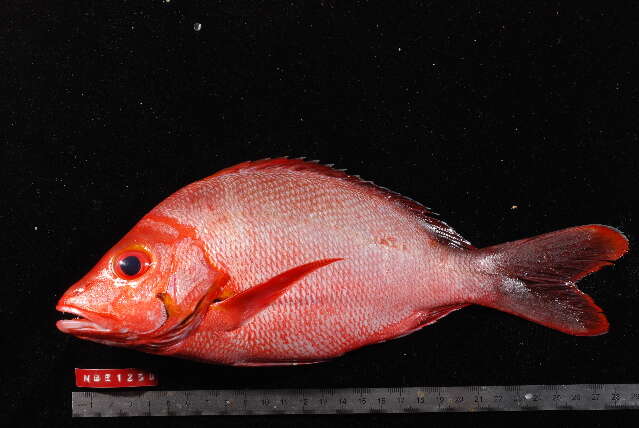 Image of Humpback red snapper