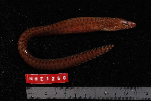 Image of Bar-tail moray