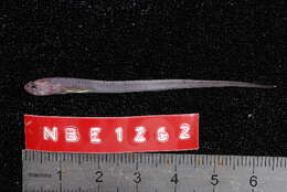 Image of Carapus