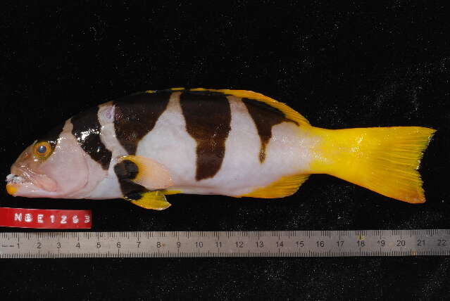 Image of Blacksaddled Coral Grouper