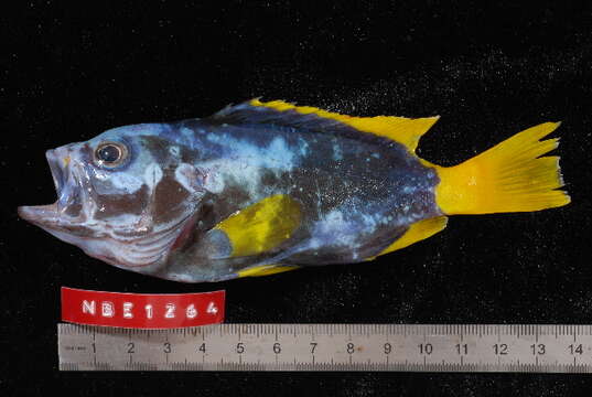 Epinephelus flavocaeruleus (Lacepède 1802) resmi