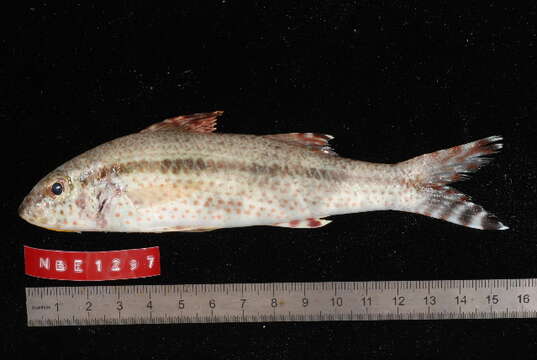 Image of Heemstra goatfish