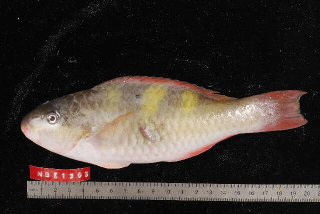 Image of Dusky-capped Parrotfish