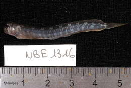 Istiblennius dussumieri (Valenciennes 1836) resmi