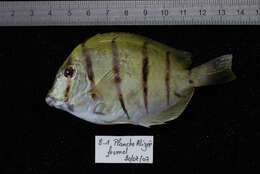 Imagem de Acanthurus triostegus (Linnaeus 1758)