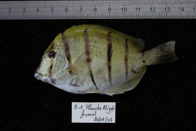 Imagem de Acanthurus triostegus (Linnaeus 1758)