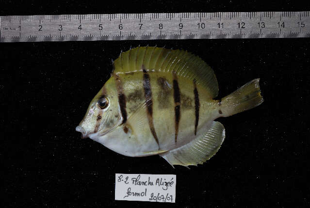 Imagem de Acanthurus triostegus (Linnaeus 1758)