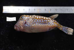 Image of Spotted boxfish