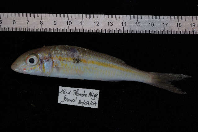 Sivun Mulloidichthys flavolineatus (Lacepède 1801) kuva