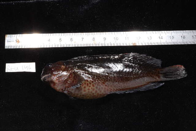 Image of Chestnut Blenny