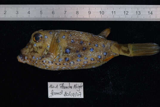 Image of Yellow boxfish