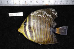 Image of Desjardin's Sailfin Tang