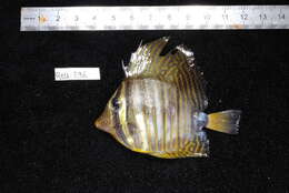 Image of Desjardin's Sailfin Tang