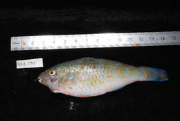 Image of Blue Trim Parrotfish