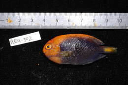 Image of African Cherubfish