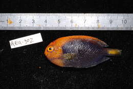 صورة Centropyge acanthops (Norman 1922)