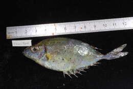 Image of Forktail rabbitfish