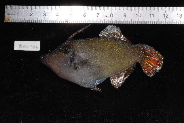 Image of Blackbar Filefish