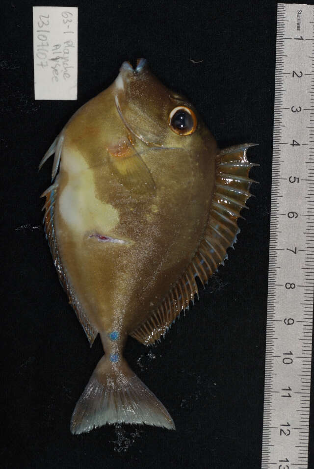 Image of Bluespine Unicornfish