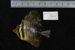 Image of Desjardin's Sailfin Tang