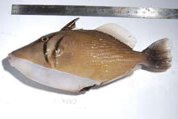 Image of Boomerang triggerfish