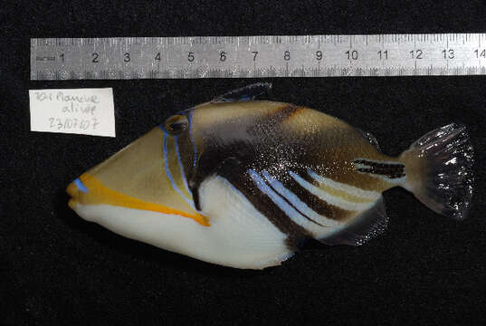 Image of Lagoon triggerfish