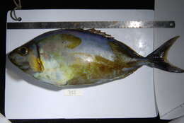 Image of Forktail rabbitfish