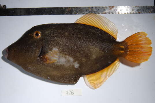 Image of Barred Filefish