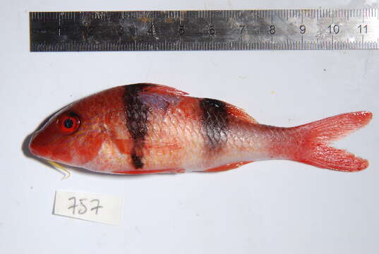 Image of Doublebar goatfish