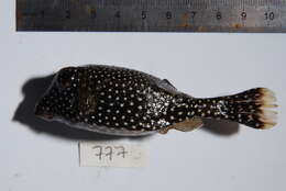 Image of Spotted boxfish