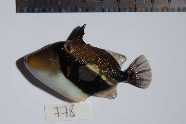 Image of Reef triggerfish