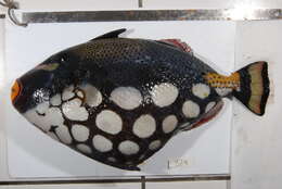 Image of clown triggerfish