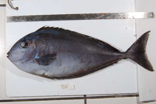 Image of Black Unicornfish